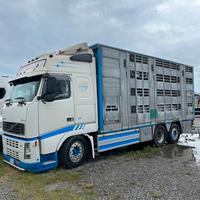 Camion più rimorchio trasporto animali vivi