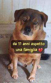 RUDY 11 ANNI taglia medio grande IN CANILE