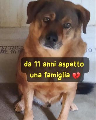 RUDY 11 ANNI taglia medio grande IN CANILE