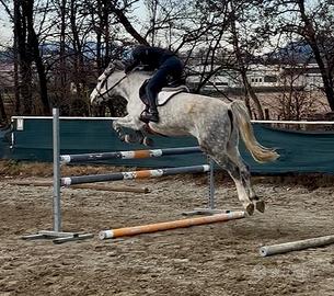 Pony da salto