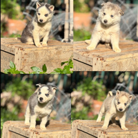 Cuccioli siberiana husky