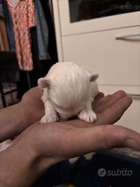 Cuccioli di Maltese