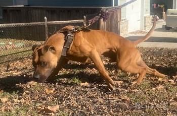 American pit bull terrier