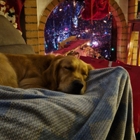 Golden retriver linea Inglese per accoppiamento