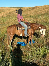 Paint femmina gunner