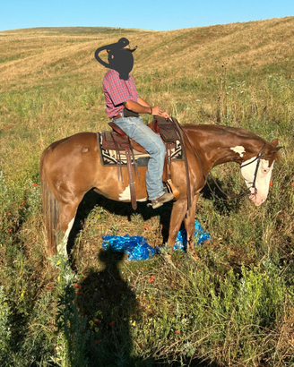 Paint femmina gunner