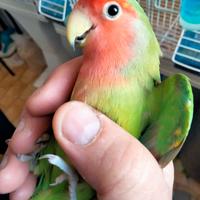 Coppia Pappagalli Inseparabili giovani