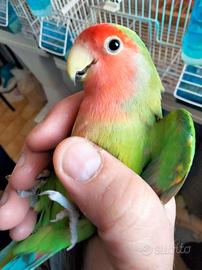 Coppia giovane Pappagalli Inseparabili