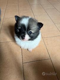 Splendidi cuccioli di Spitz tedesco taglia piccola