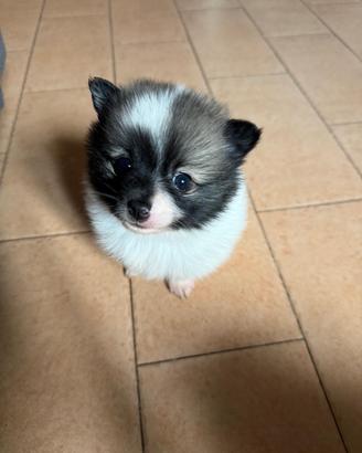 Splendidi cuccioli di Spitz tedesco taglia piccola