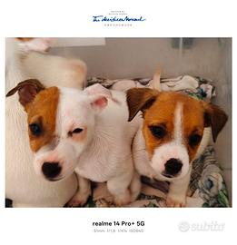 Jack Russell terrier