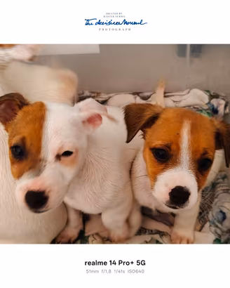 Jack Russell terrier