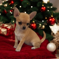 Meravigliosa chihuahua pedigree enci