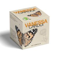 Kit allevamento Farfalle