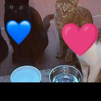 Adozione coppia gatti