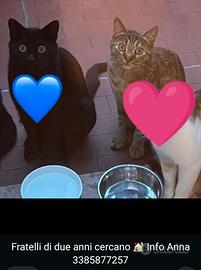 Adozione coppia gatti
