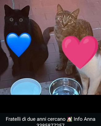 Adozione coppia gatti