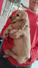 Cuccioli cocker spaniel originali