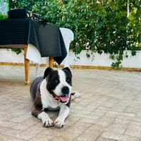 Amstaff con Pedigree ENCI disponibile per monta