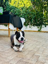 Amstaff con Pedigree ENCI disponibile per monta