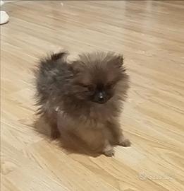 Spitz nano