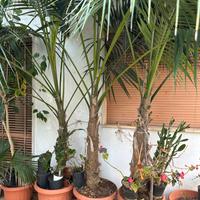 Tre Piante di Kenzie di 35 Anni