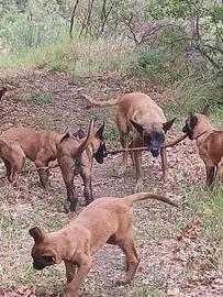Affido pastori belga (Malinois)