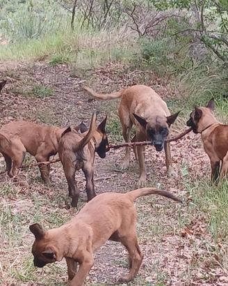 Affido pastori belga (Malinois)