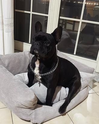 Bulldog francese