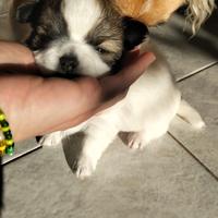 Chihuahua con pedigree