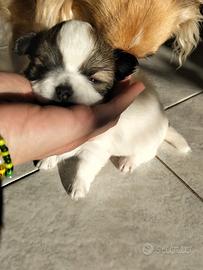 Chihuahua con pedigree