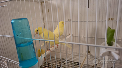 Canarini agata opale e gialli avorio ala bianca