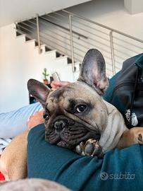 Bulldog Francese per Monta