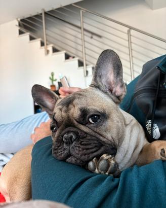 Bulldog Francese per Monta