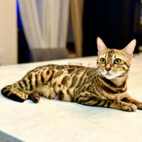 Bengala gattino gatti cuccioli