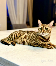 Bengala gattino gatti cuccioli