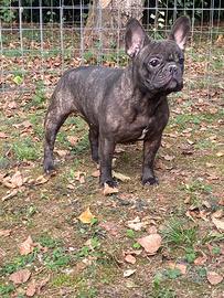 Bulldog francese femmina