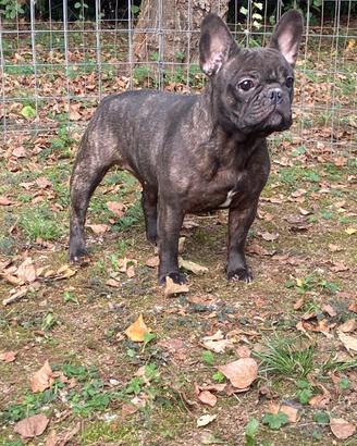 Bulldog francese femmina