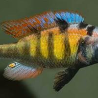 Haplochromis CH44 ciclide africano