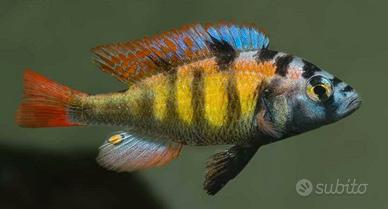 Haplochromis CH44 ciclide africano