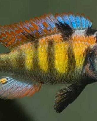 Haplochromis CH44 ciclide africano