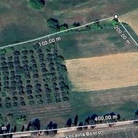 Oliveto 160 piante + terreno + annesso