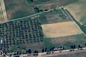 Oliveto 160 piante + terreno + annesso