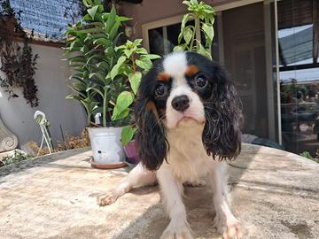 Cavalier king