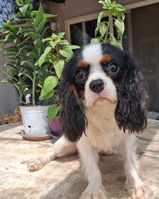 Cavalier king