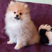 Cuccioli Pomerania Toy con Pedigree