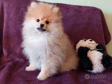 Cuccioli Pomerania Toy con Pedigree
