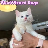 Ragdollcuccioli ragdoll