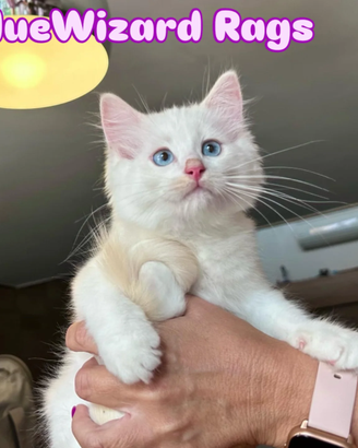 Ragdollcuccioli ragdoll