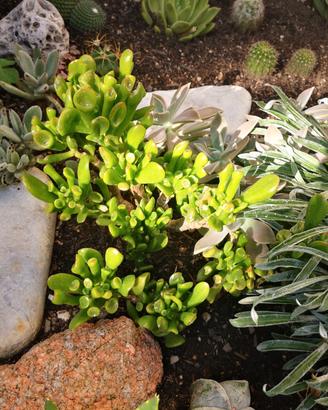 Pianta Grassa Crassula Hobbit: la pianta di SHREK